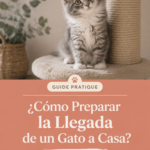 Un chat se reposant dans un espace décoré et accueillant.