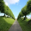 Domaine de Brunvay : allée plantée et massif contemporain
